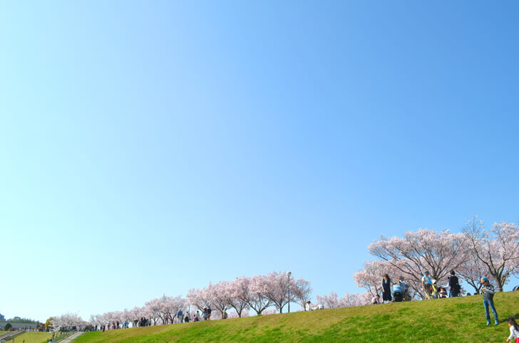 2018年春、狭山池の桜が見頃です！