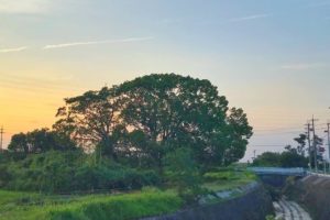 東除川に沿って東池尻を散歩をしていると、一際目立つ「大きな楠（クスノキ）」が目に留まります。 (3)