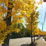 本日は「いちょう通り」をお散歩。秋らしくなってきました (3)