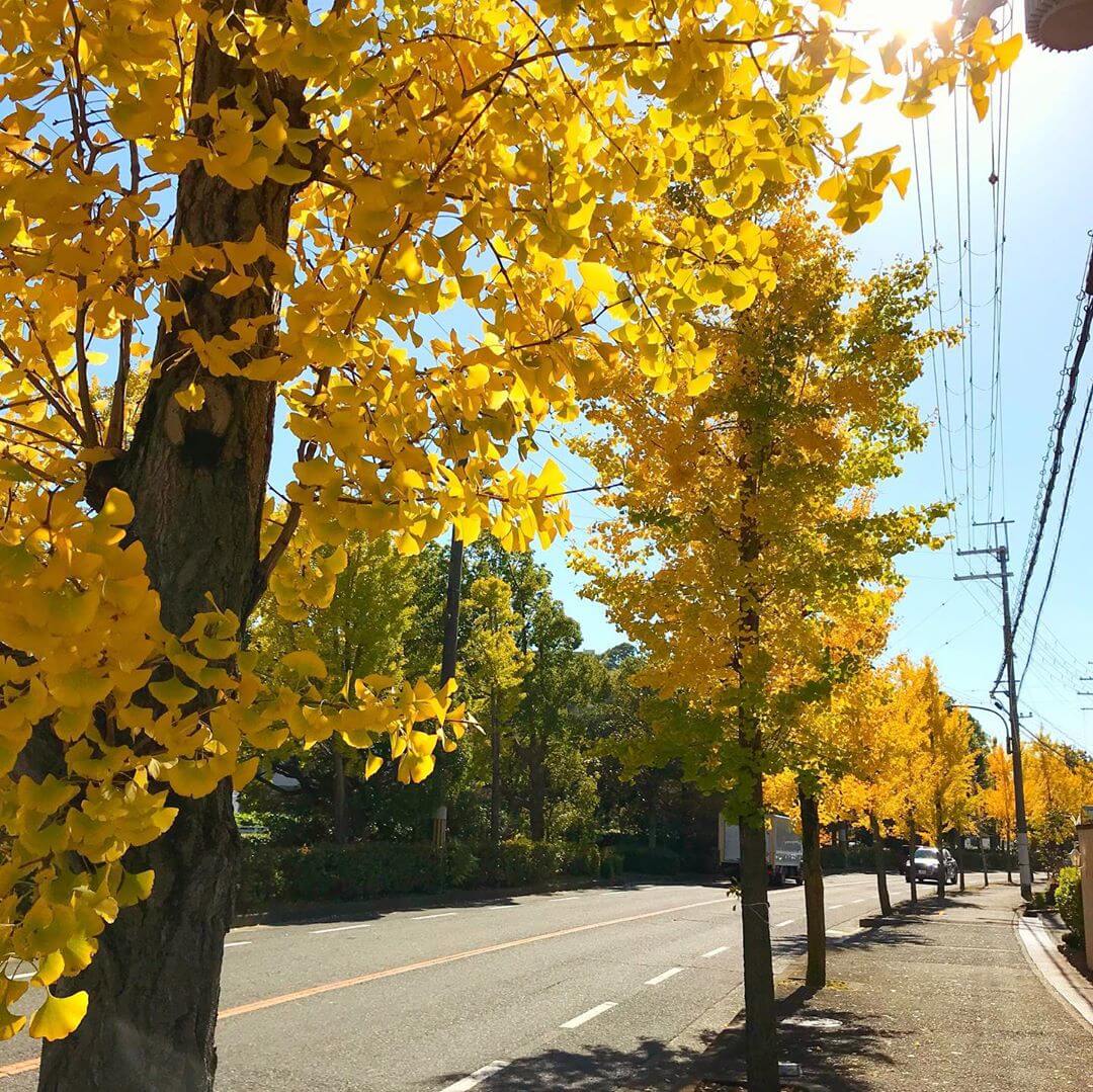 本日は「いちょう通り」をお散歩。秋らしくなってきました (3)