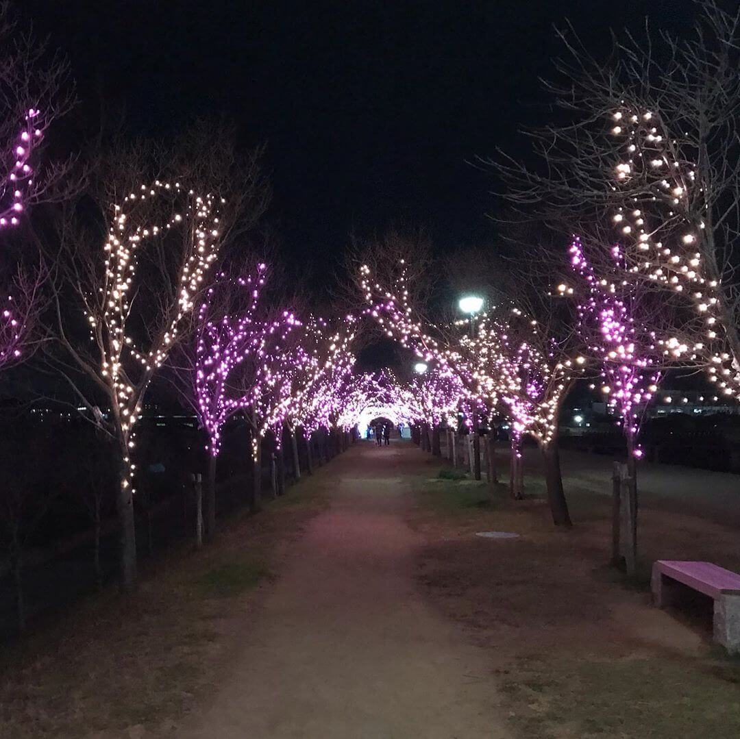 【2019年】現在、狭山池北堤では桜並木にイルミネーションの灯りが灯り、幻想的な光の華が咲いています！ (4)