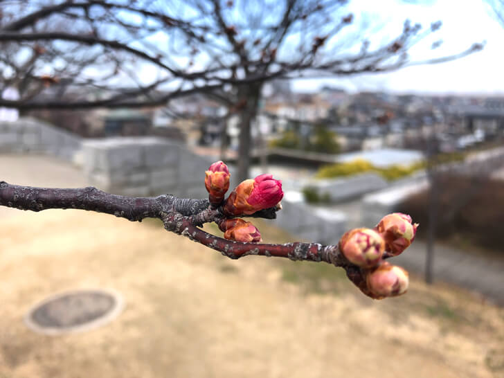 2020-02-13狭山池の桜