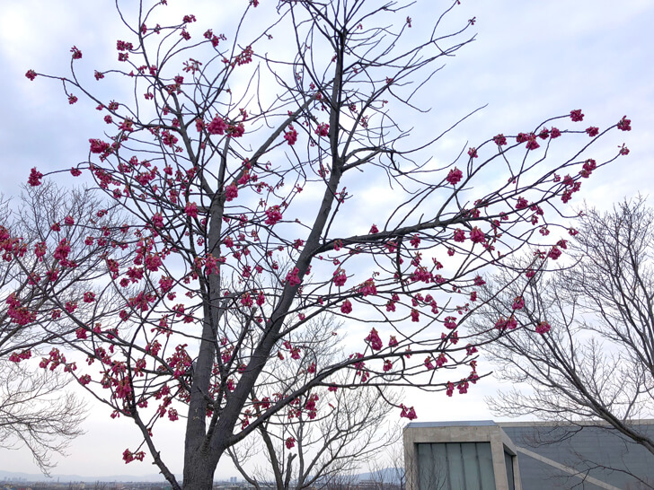2020-03-01狭山池の桜