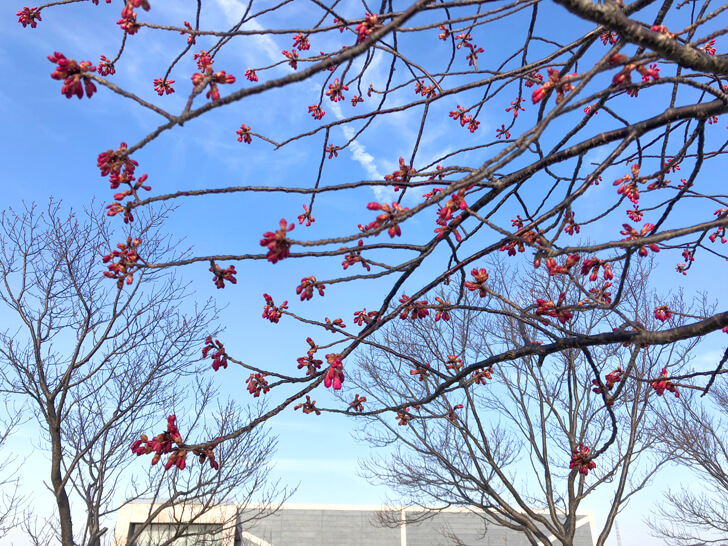 2020-02-24の狭山池の桜