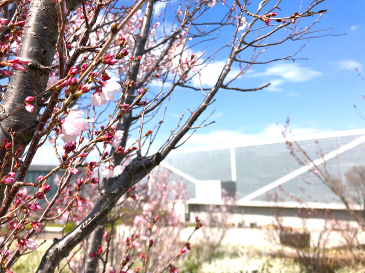 2020-03-19狭山池の桜 (6)