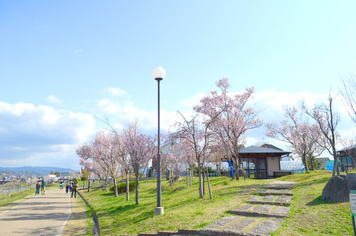 2020-04-02狭山池の桜