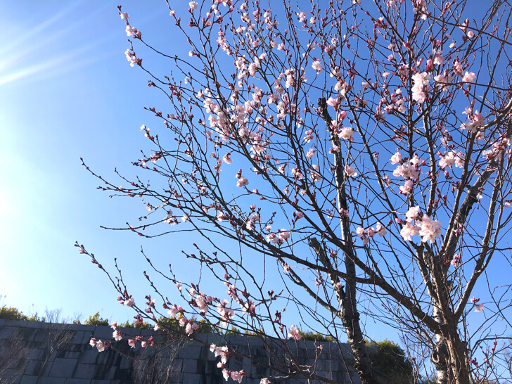 2020-03-06狭山池の桜