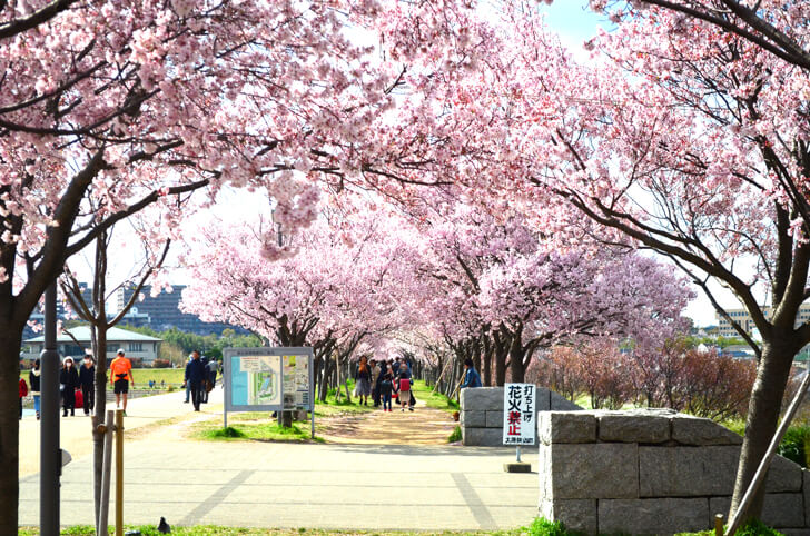 2020-04-02狭山池の桜