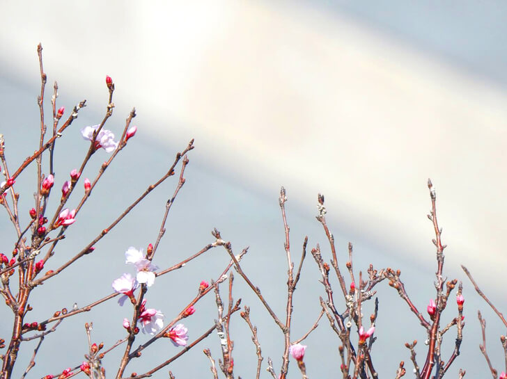 2020-03-03狭山池の桜