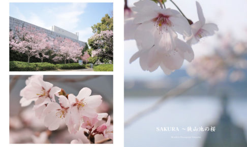 親子写真家ユニット「Photography to commune.」が狭山池の桜にスポットを当てた写真集「SAKURA ～狭山池の桜」を好評販売中 (1)