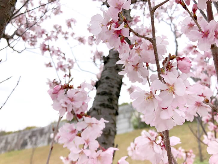 2020-03-22狭山池の桜