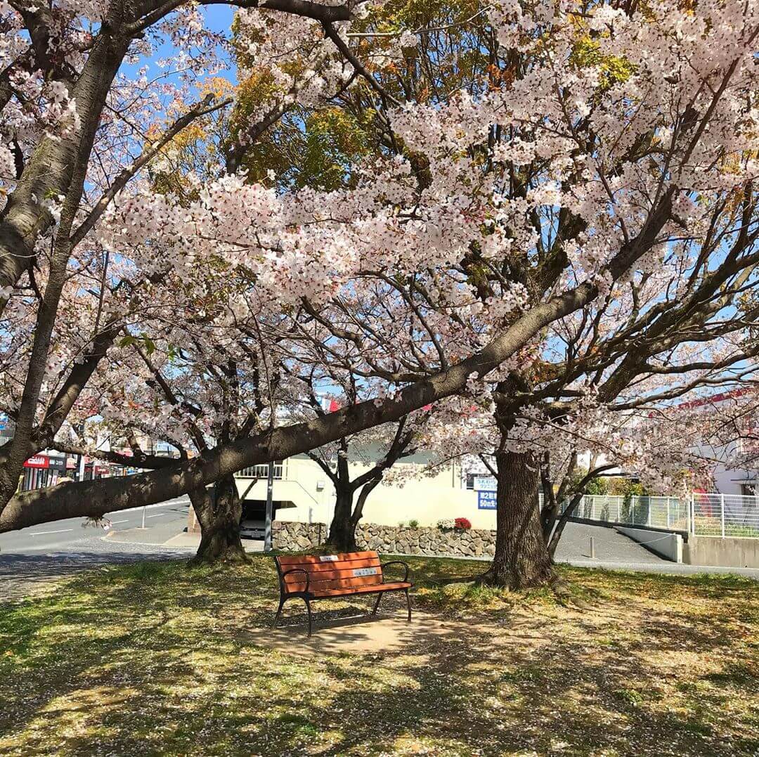 桜の花が散り始め、葉桜も多くなってきましたね (9)