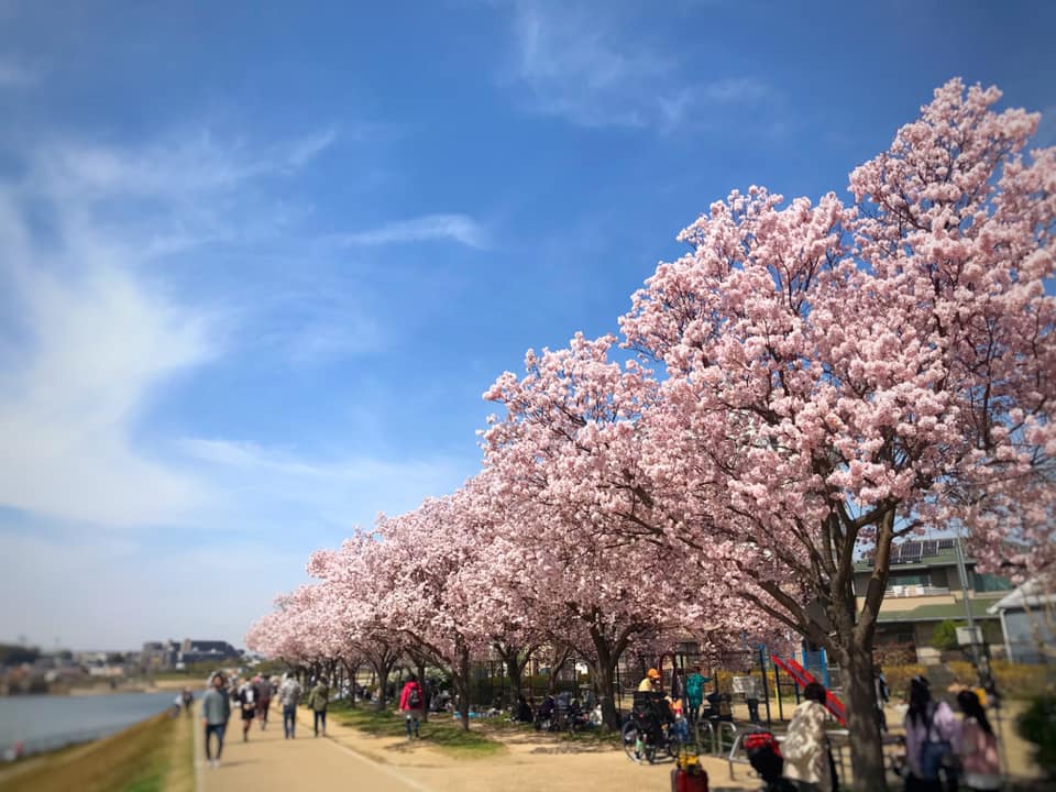 狭山池では桜が綺麗に咲いています (2)