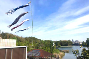 副池オアシス公園に「鯉のぼり」が揚がっていました (1)