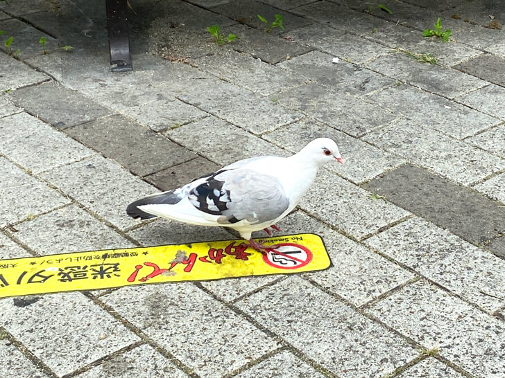 大阪狭山市駅前で「白いハト」を発見しました (11)