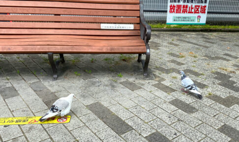 大阪狭山市駅前で「白いハト」を発見しました (7)