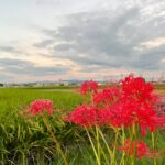 大阪狭山市内のとある田園風景と「彼岸花」 (1)
