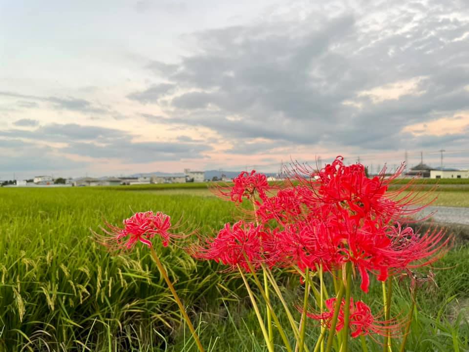 大阪狭山市内のとある田園風景と「彼岸花」 (1)