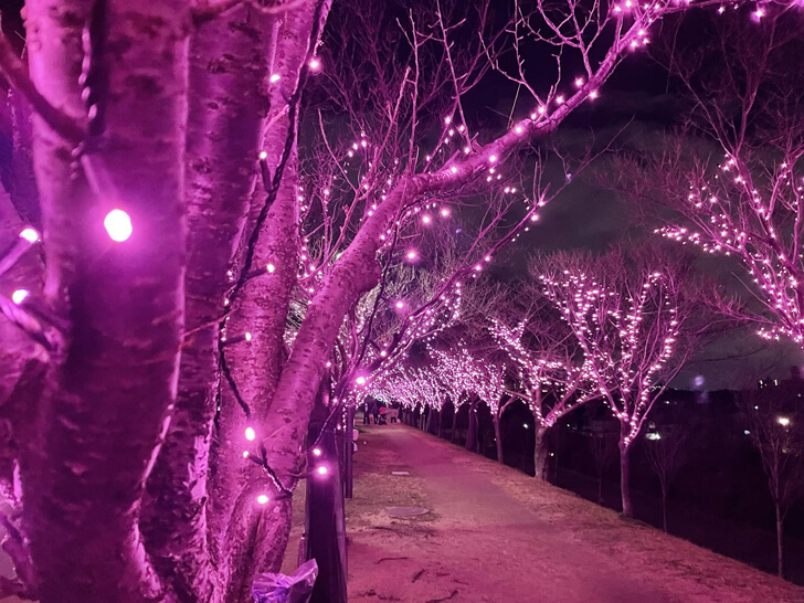 2021年12月「桜まつり〜冬〜大阪狭山イルミネーション」を見に狭山池まで夜の散歩に-(5)