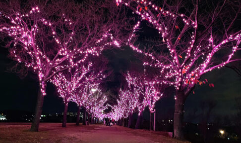 2021年12月「桜まつり〜冬〜大阪狭山イルミネーション」を見に狭山池まで夜の散歩に-(1)