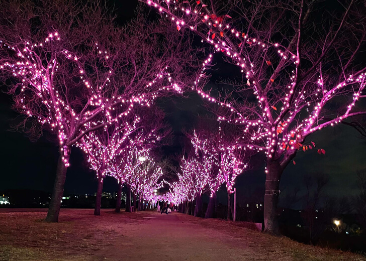 2021年12月「桜まつり〜冬〜大阪狭山イルミネーション」を見に狭山池まで夜の散歩に-(1)