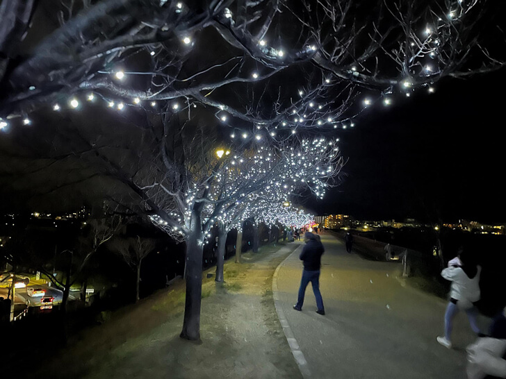 2021年12月「桜まつり〜冬〜大阪狭山イルミネーション」を見に狭山池まで夜の散歩に-(7)