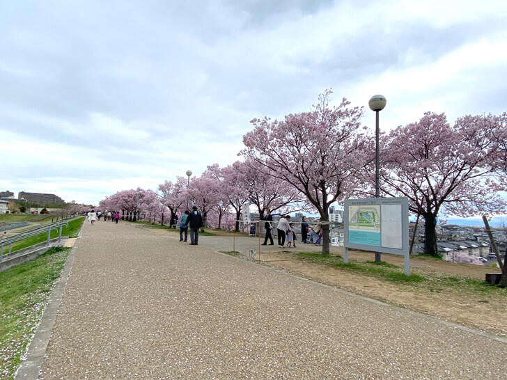 2023-03-24№(0006)北堤の桜並木（コシノヒガン）