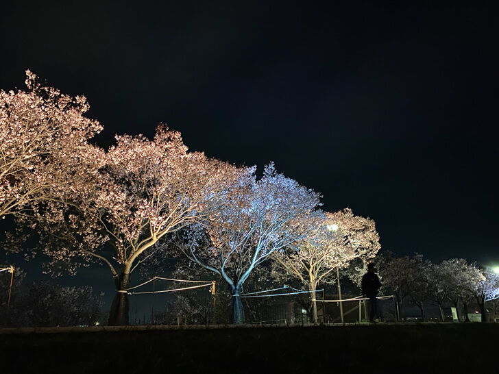 【ライトアップ】北堤の桜並木（コシノヒガン）