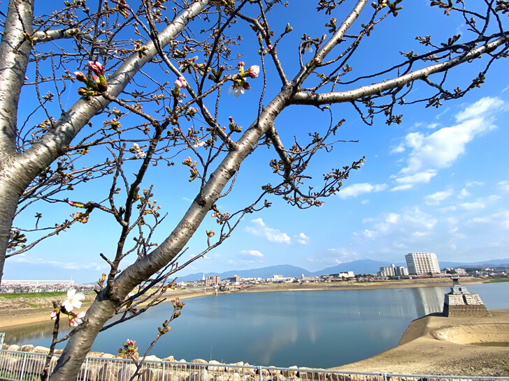 2023-03-22龍神社・北堤駐車場側（ソメイヨシノ） (1)