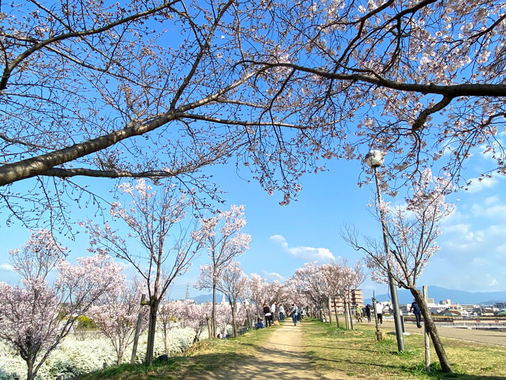 北堤の桜並木（コシノヒガン） (1)