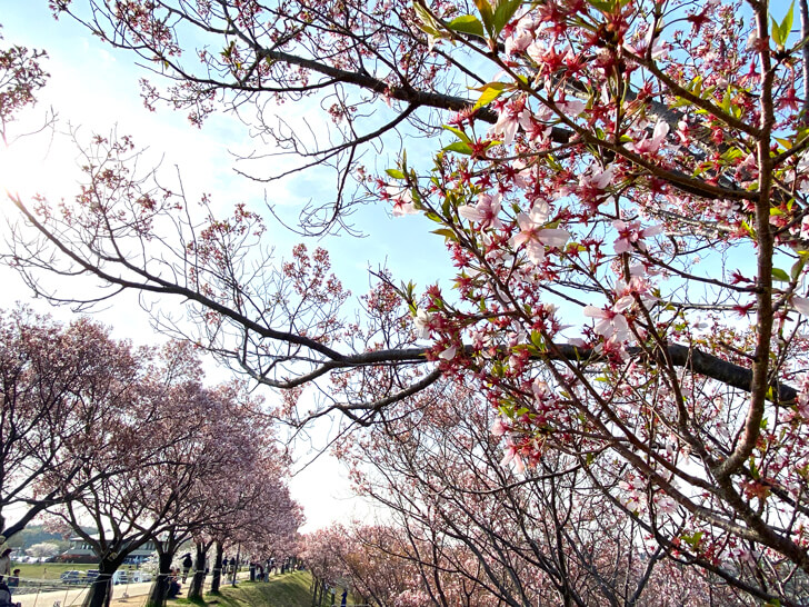 北堤の桜並木（コシノヒガン）