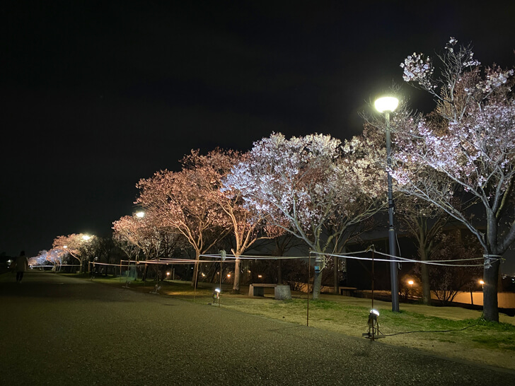【ライトアップ】北堤の桜並木（コシノヒガン）