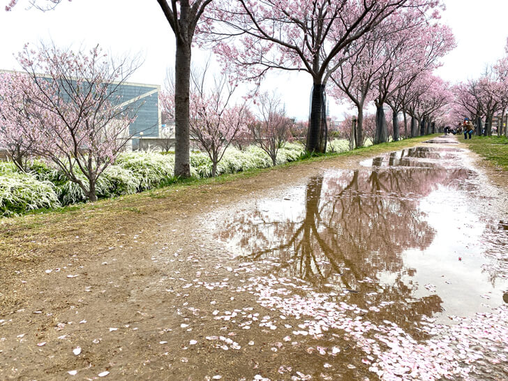 2023-03-25№(0001)北堤の桜並木（コシノヒガン）