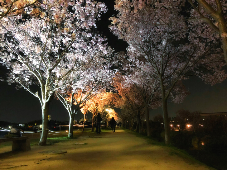 【2023年3月25日~4月9日】夜桜ライトアップ!「桜まつり-春」が狭山池北堤で開催111