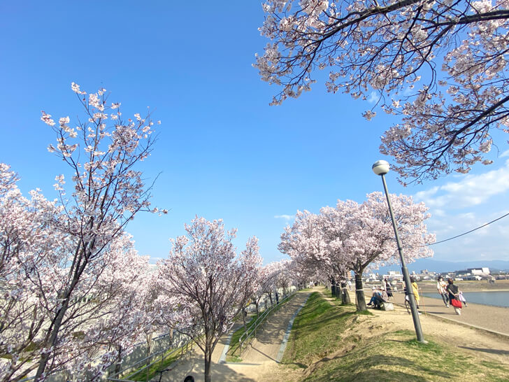 北堤の桜並木（コシノヒガン） (1)