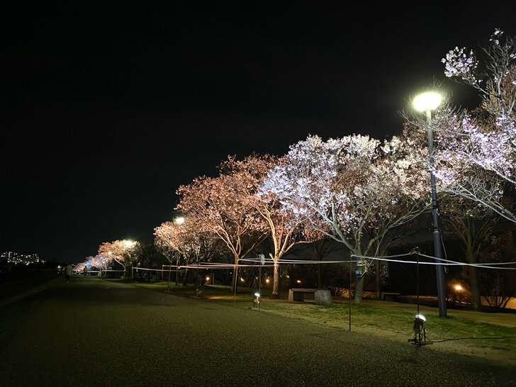 開始日変更【2023年3月20日～4月9日】夜桜ライトアップ！「桜まつり-春」が狭山池北堤で開催1-(1)11 (1)