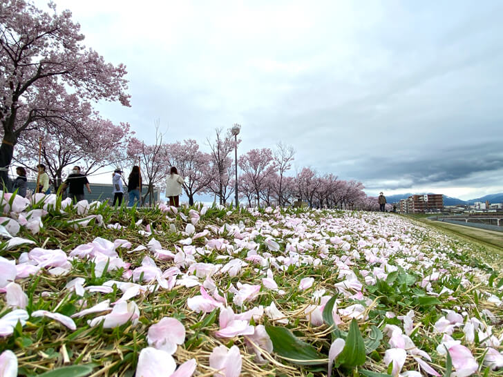 2023-03-24№(0006)北堤の桜並木（コシノヒガン）