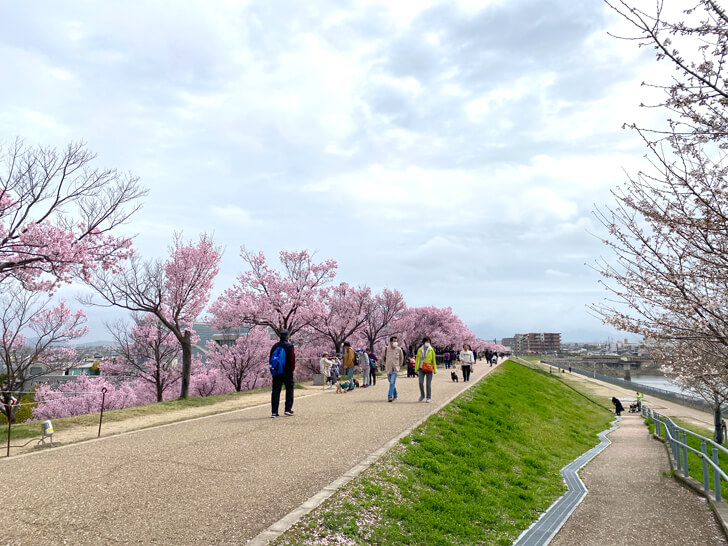 2023-03-25№(0001)北堤の桜並木（コシノヒガン）
