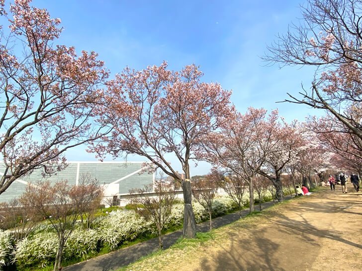 北堤の桜並木（コシノヒガン）