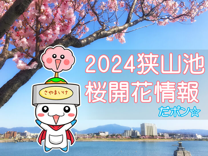 2024狭山池桜開花情報