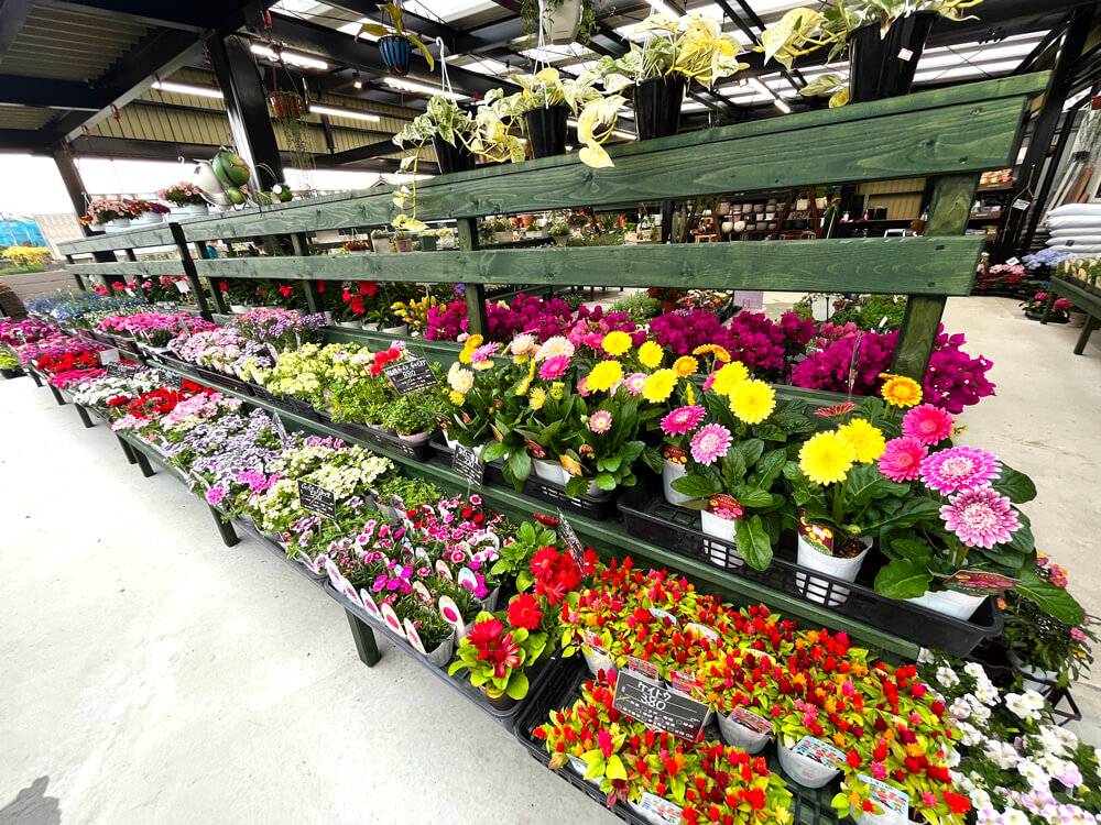 種類豊富なお花がズラリ♪「お花屋 柊 大阪狭山店」の販売スペースが拡張されていました！ (5)