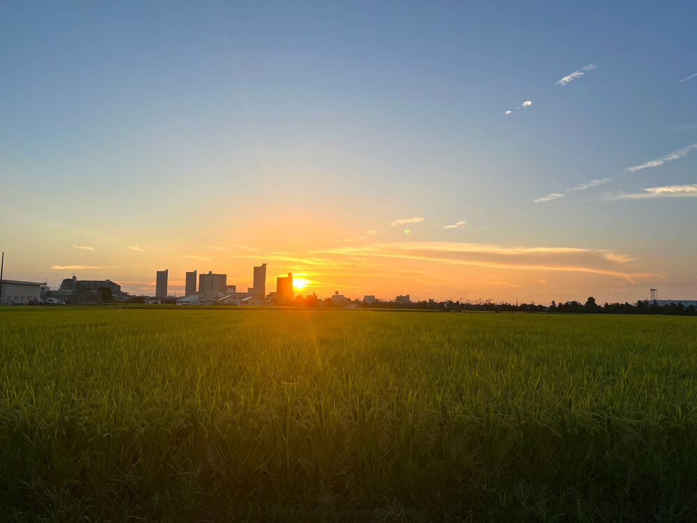 夕日に照らされる黄金色の稲穂 (9)