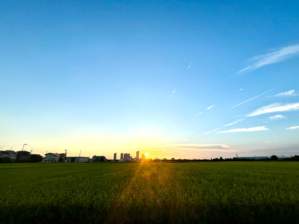 夕日に照らされる黄金色の稲穂 (1)