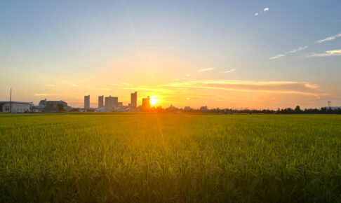 夕日に照らされる黄金色の稲穂 (8)