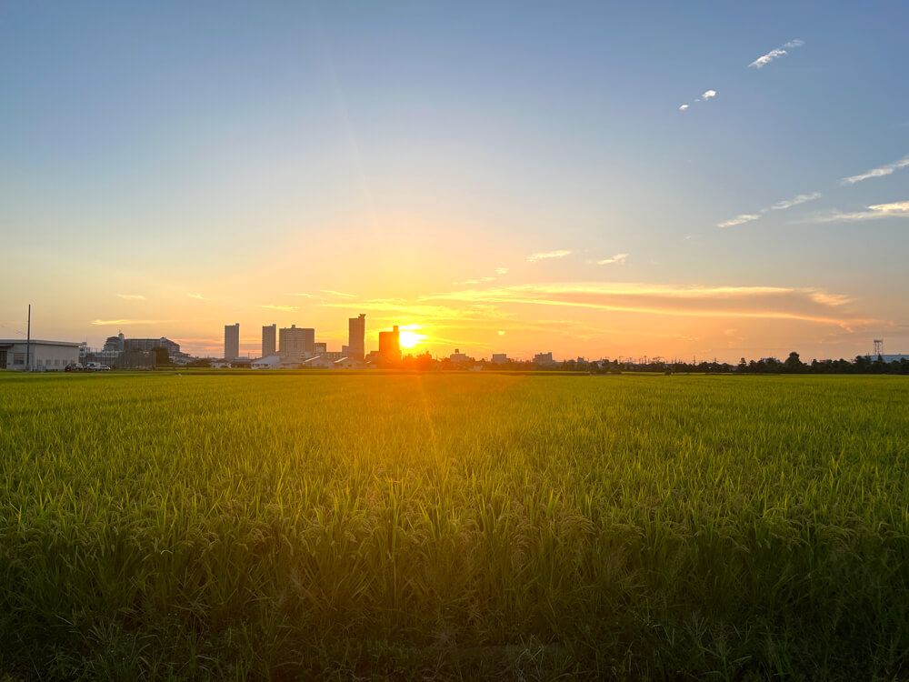 夕日に照らされる黄金色の稲穂 (8)