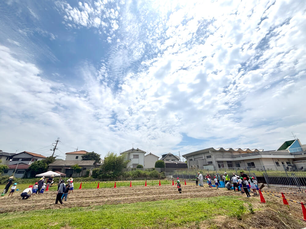 【コミュニティ・スクール】小学生・幼稚園児による「サツマイモ苗の植付け作業」が行われました-(3)