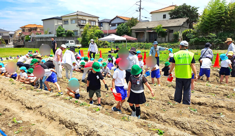 【コミュニティ・スクール】小学生・幼稚園児による「サツマイモ苗の植付け作業」が行われました-(29)