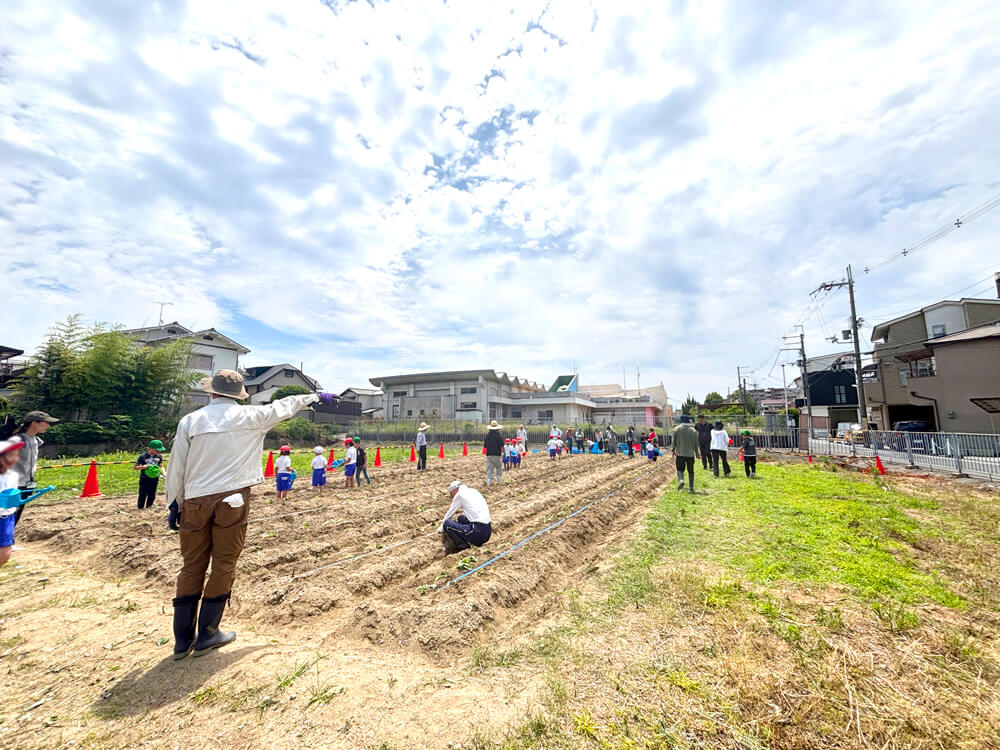 【コミュニティ・スクール】小学生・幼稚園児による「サツマイモ苗の植付け作業」が行われました-(6)