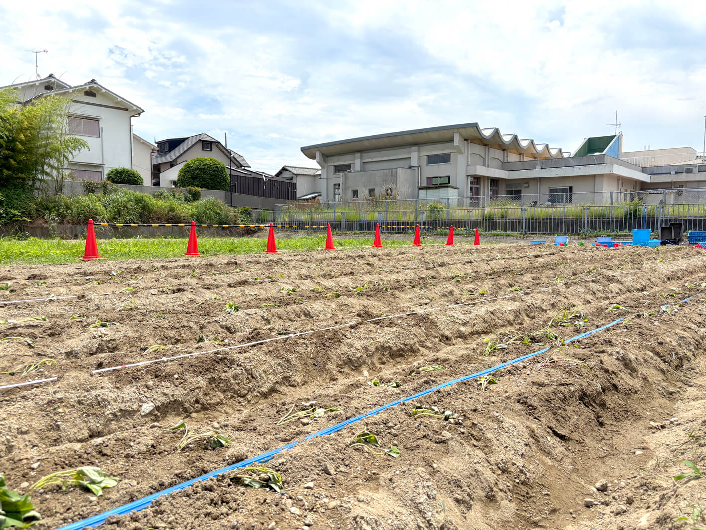 【コミュニティ・スクール】小学生・幼稚園児による「サツマイモ苗の植付け作業」が行われました-(21)