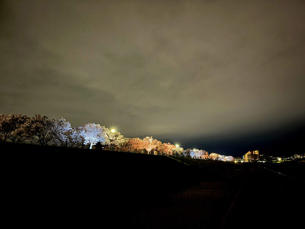 【2026年3月27日~4月7日】夜桜ライトアップ!「桜まつり 春」が狭山池北堤で開催!キッチンカー出店・「さやま日和」試飲会も! (1)